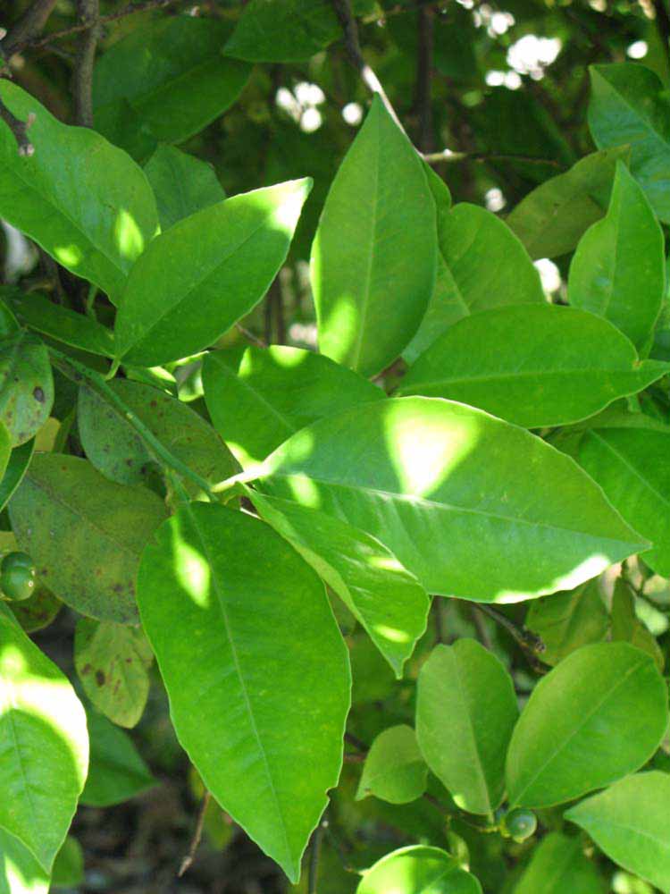              Shade leaves (Winter Haven, FL)       